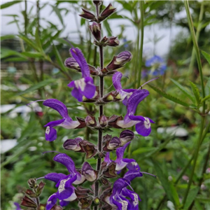 Salvia Pratensis 'Twilight Serenade'